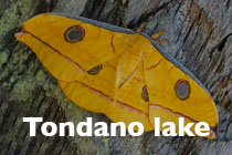 Tondano lake